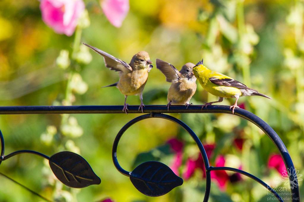 Father and Juvenile American Goldfinches by wanderinggrrl is licensed under CC BY-NC-SA 2.0